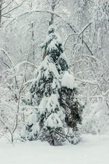 young spruce in the winter forest, beautiful landscape