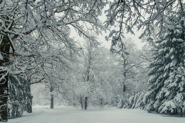 Beautiful winter forest, natural winter landscape background, lots of snow