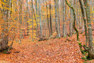 landscape - autumn deciduous forest in October in the mountains
