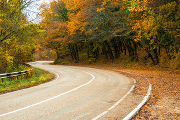 Obraz premium A curvy road in the mountains, beautiful autumn trees with yellow leaves