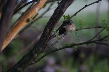 bird on branch