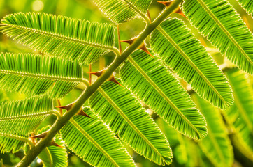 Close-up beautiful green leaves with thorn in nature background.