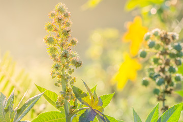 close-up of green plants with soft sunlight shining through, creating a warm and natural atmosphere, perfect for illustrating nature, gardening, and botanical themes.