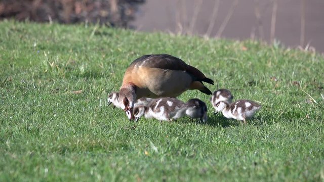Nilgans, Egyptian goose&nbsp;(Alopochen aegyptiaca)