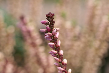 Tokyo,Japan-March 1, 2019: Calluna vulgaris or Erica vulgaris or Scotch heather