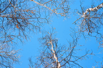 Trunks and branches of birches with white birch bark in a birch grove against the blue sky