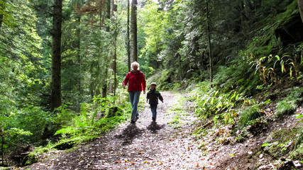 Obraz premium Forest Walk