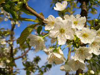 Full bloomed sweet cherry (Sakura) twig blossoms. White branches of a blossoming tree. Cherry tree in white flowers. Blurring blue sky background.