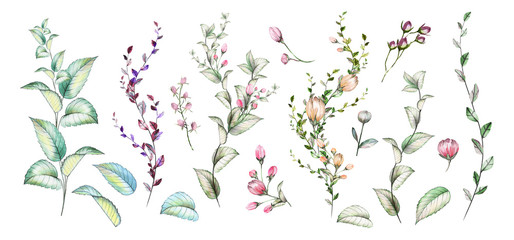 Set of watercolor elements. Collection of herbs , flowers, and leaves.Floral illustration.