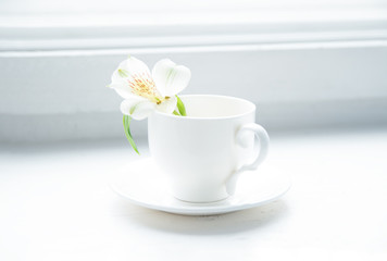 Fototapeta na wymiar Кофейная чашка с цветком, цветок в чашке