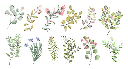 Fototapeta na wymiar Watercolor illustration. Botanical collection. Set of wild and garden herbs. Flowers, leaves, branches and other natural elements.