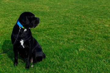 Dog breed Italiano Cane Corso