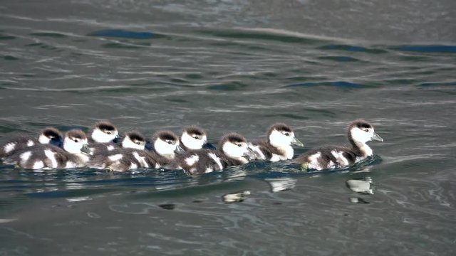 Nilgans, Egyptian goose&nbsp;(Alopochen aegyptiaca)