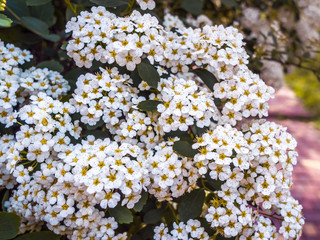 Flowering spiraea or meadowsweet. Branches with white flowers..Close-up spiraea flower. Spring flowering of the decorative bush Reeve's spiraea (Spiraea cantoniensis). Flower background.