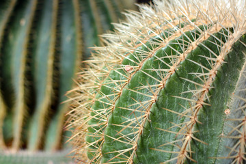 Close up of a big Echinocactus Grusonii Golden Barrel Ball or Mother In Law Cushion cactus