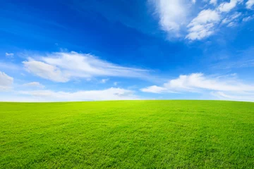 Photo sur Plexiglas Herbe Herbe verte et ciel bleu avec des nuages blancs