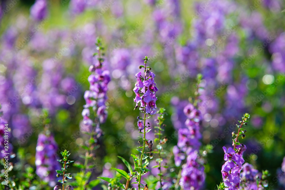 Poster field of Blue Salvia flowers