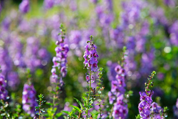 Obraz premium field of Blue Salvia flowers