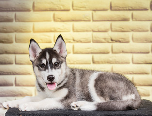 Husky studio shoot