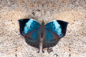 Naklejka na ściany i meble Blue Oakleaf butterfly, Kallima horsfieldi, Thane, Maharashtra, India