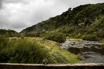 Cold misty day in the forest