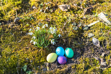 Easter Eggs and Snowdrops, natural surrounding.