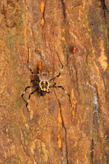Ornate orb-weaver spider, female and male, Herennia multipuncta, Thane, Maharashtra, India.