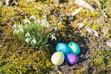 Easter Eggs and Snowdrops, natural surrounding.