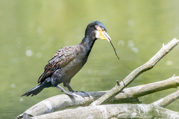 Cormorant sits on a branch and carries a branch in its beak