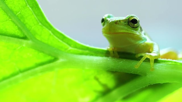 アマガエル カエル