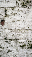 A white painted wall with cracks and green moss growing on it