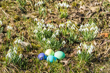 Easter Eggs and Snowdrops, natural surrounding.