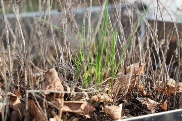 Frühling