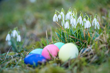 Easter Eggs and Snowdrops, natural surrounding.