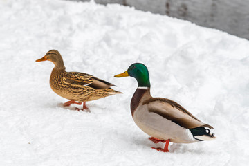 Snowfall on the Fusine lakes. Ghaccio and enchanting snow. Tarvisio, Friuli