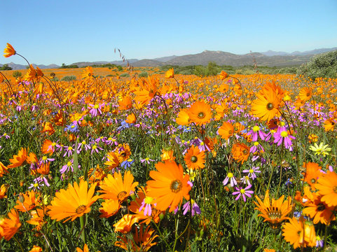 Bloom of flowers in the Namaqualand desert in South Africa