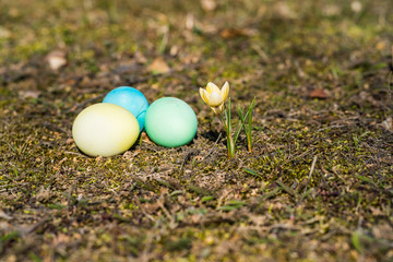 painted easter eggs and winter aconite, ground perspective, natural surrounding.