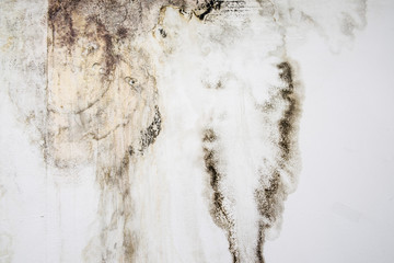 Big wet spots and black mold on the wall of the domestic house room after heavy rain and lot of...