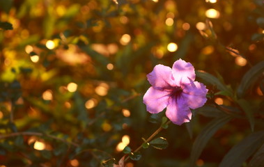 Fototapeta na wymiar pandanus flower in the morning