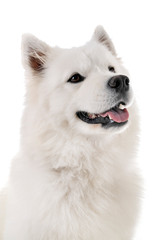 Samoyed dog in studio