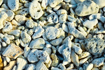 Tropical beach with corals. Dead corals on the beach. Marine organisms. The inhabitants of the seas and oceans.