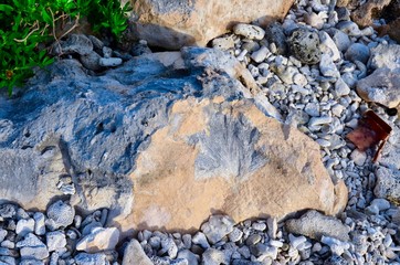 Tropical beach with corals. Dead corals on the beach. Marine organisms. The inhabitants of the seas and oceans.