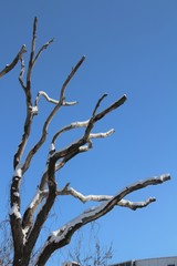 Branches of a snowy tree.