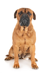 Obraz premium bullmastiff in studio
