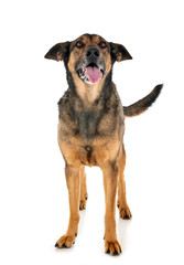 malinois in studio