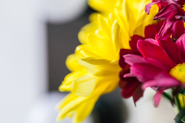 Close up of chrysanthemums