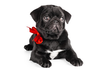 Pug dog isolated on a white background
