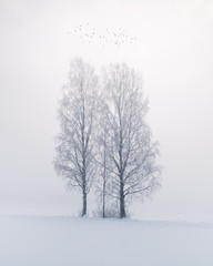 Fototapeta na wymiar Beautiful fog landscape with silver birch and flying birds at winter morning in Finland