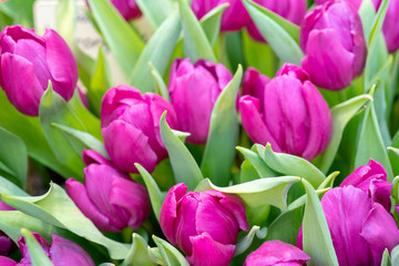 Obraz premium Beautiful purple tulips. The beginning of the spring holidays. Background for greeting cards.