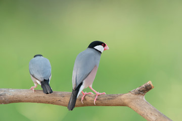Java sparrow or Java finch beautiful bird on green background